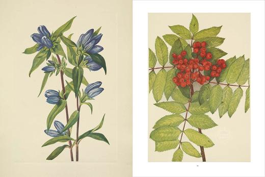 北美洲野生花卉：Mary Vaux Walcott植物水彩插画 英文原版 Wild Flowers of North America 英文原版艺术作品集画册画集 商品图4