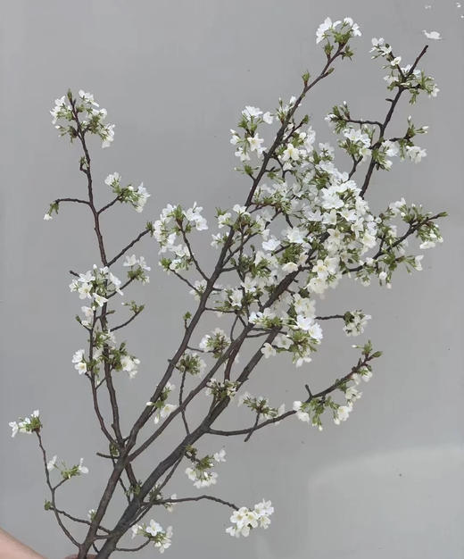 【开花特惠】 国产樱花  白色  约2-3枝/扎 商品图3