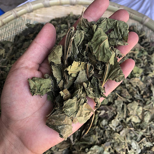 桑叶 常用规格 云南新货桑叶 商品图2