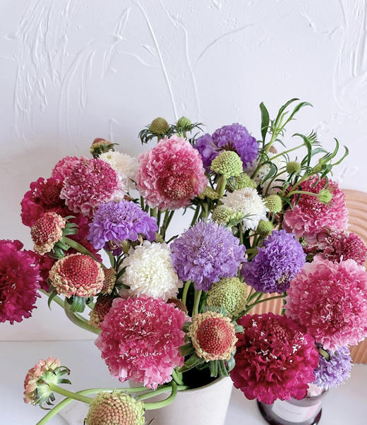 【草莓琥珀】 松虫草  多色可选 商品图1