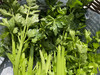 【本地蔬菜】药芹500g 商品缩略图2