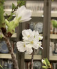 【开花特惠】 国产樱花  白色  约2-3枝/扎 商品缩略图8