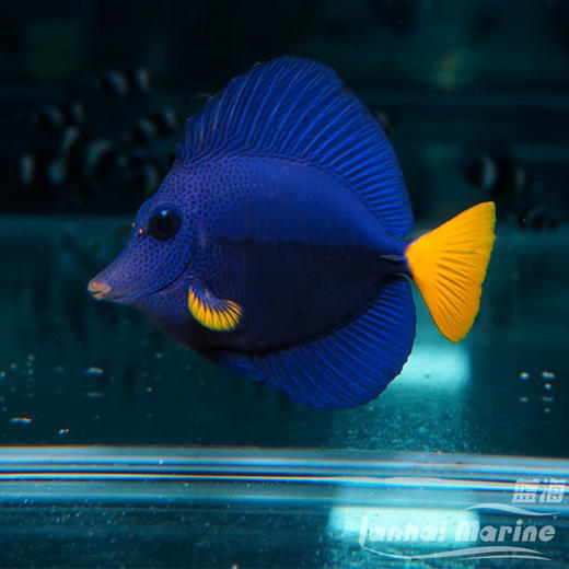 红海紫吊 商品图1