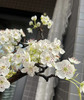 【春枝花】梨花  白色  约2枝/扎 商品缩略图5
