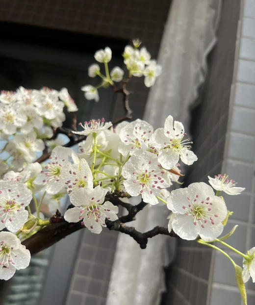 【春枝花】梨花  白色  约2枝/扎 商品图5