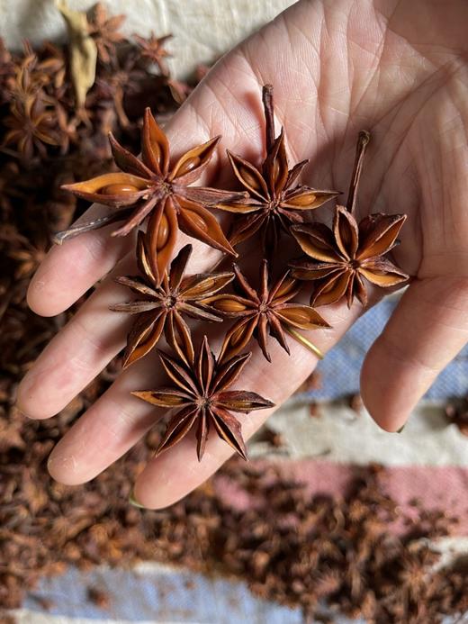 天然野生！【广西野生八角】天然晾晒 粒大饱满 色泽自然 香味浓郁 无硫不提炼 干净无杂质 吃着更放心！ 商品图1