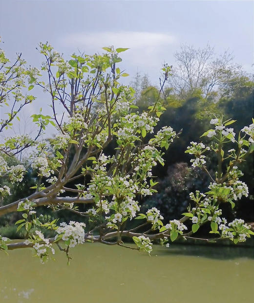 【春枝花】梨花  白色  约2枝/扎 商品图2