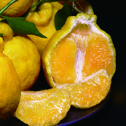 【四川好物】柠檬不知火  5斤/8斤 商品图1