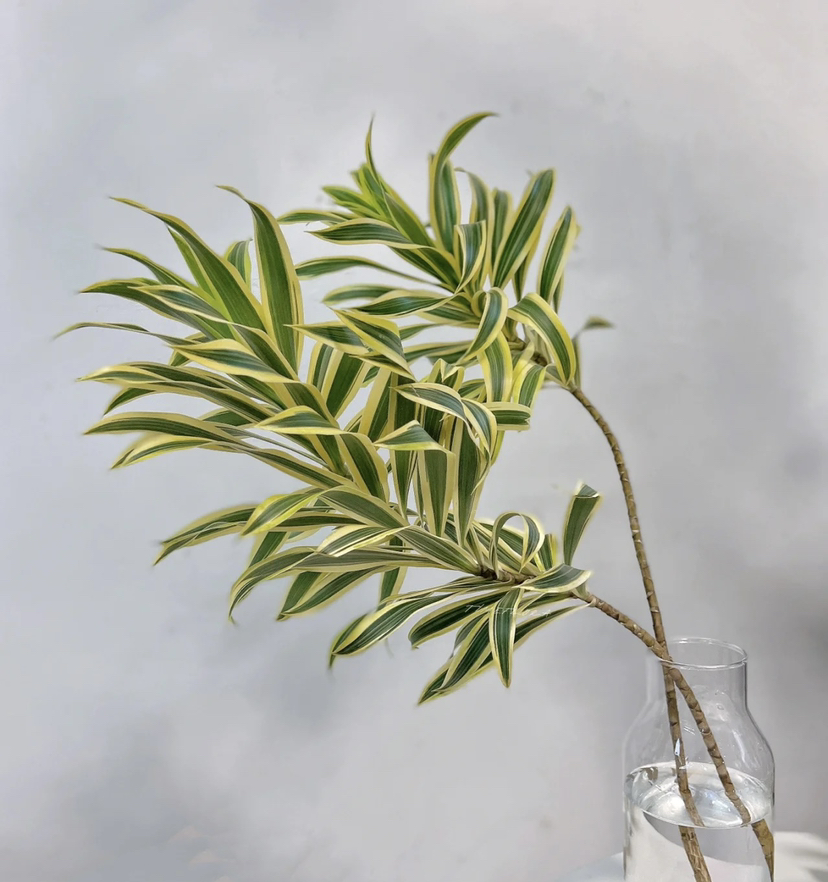 【竹报平安】金边百合竹 2枝/扎