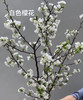 【开花特惠】 国产樱花  白色  约2-3枝/扎 商品缩略图2