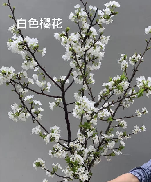 【开花特惠】 国产樱花  白色  约2-3枝/扎 商品图2