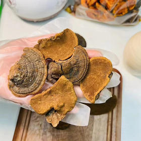 西藏小桑黄500g 南北干货