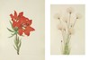 北美洲野生花卉：Mary Vaux Walcott植物水彩插画 英文原版 Wild Flowers of North America 英文原版艺术作品集画册画集 商品缩略图3