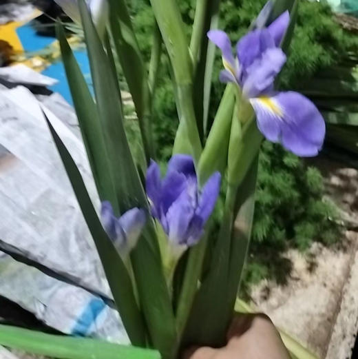 鸢尾花·紫色 商品图3