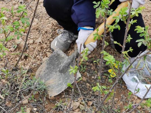 VIP私人定制服务【荒野茵陈】 商品图3