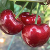 大连老村长家的美早樱桃成熟啦 小抱抱相约第8年 商品缩略图0