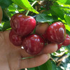 大连老村长家的美早樱桃成熟啦 小抱抱相约第8年 商品缩略图3