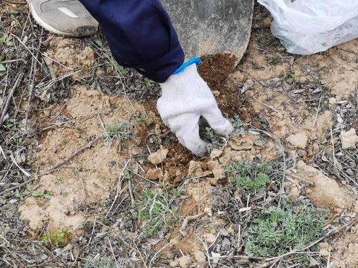 VIP私人定制服务【荒野茵陈】 商品图2