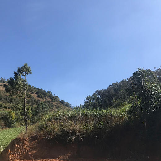 云南红河古法老冰糖（500g*2袋装） 商品图6