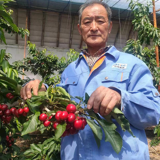 大连老村长家的美早樱桃成熟啦 小抱抱相约第8年 商品图1