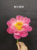 新西兰进口花材珊瑚芍药花 商品缩略图9