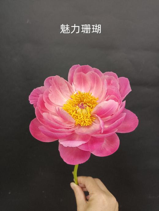 新西兰进口花材珊瑚芍药花 商品图9