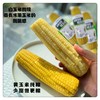 【有机认证】五常糯玉米家庭装 又糯又甜 双色可选 商品缩略图4