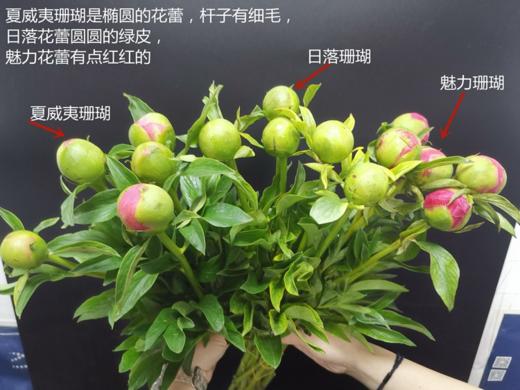 新西兰进口花材珊瑚芍药花 商品图10