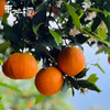 湖北秭归东方上橙枳砧蜜橙 家庭装/礼盒装 新鲜水果橙子 商品缩略图4