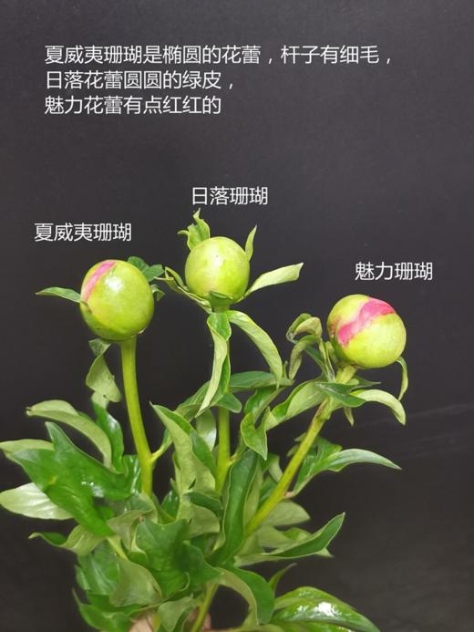 新西兰进口花材珊瑚芍药花 商品图11