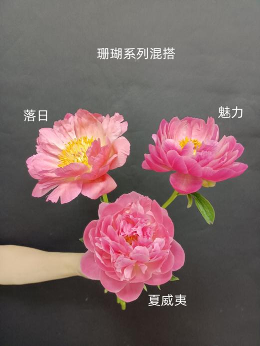 新西兰进口花材珊瑚芍药花 商品图13