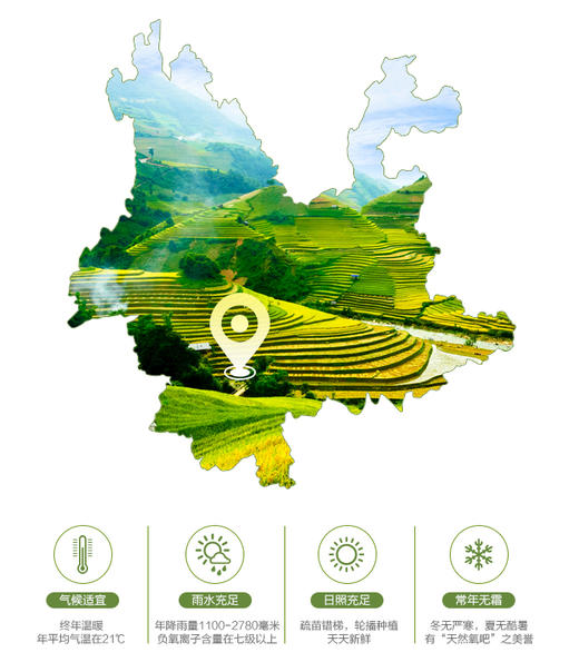 云南版纳香糯小玉米 加热即食（2斤装）普盒 商品图3