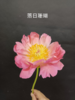 新西兰进口花材珊瑚芍药花 商品缩略图14