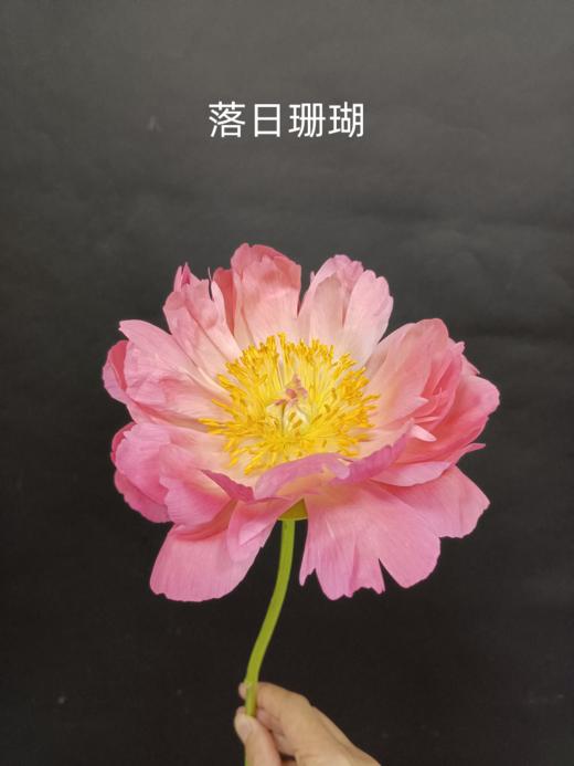 新西兰进口花材珊瑚芍药花 商品图14