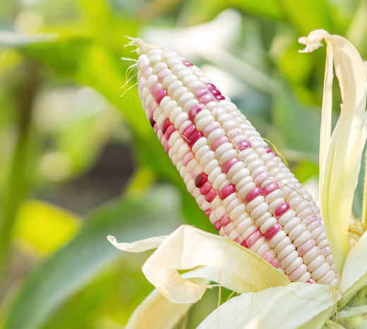 云南版纳香糯小玉米 加热即食（2斤装）普盒 商品图4