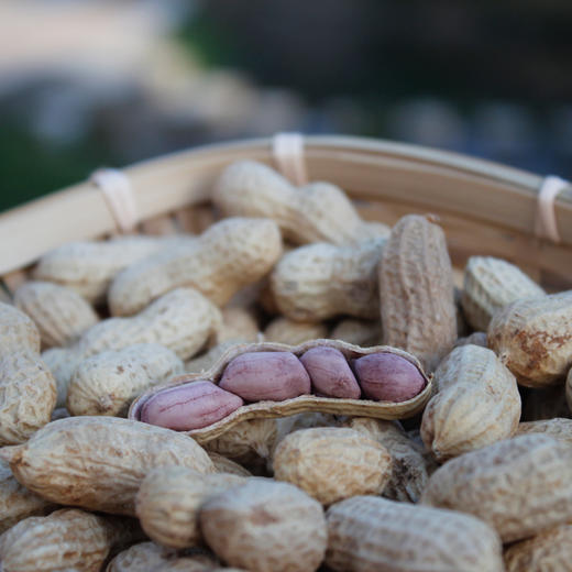 理想归农 龙岩花生 商品图5