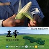 【有机认证】五常糯玉米家庭装 又糯又甜 双色可选 商品缩略图6