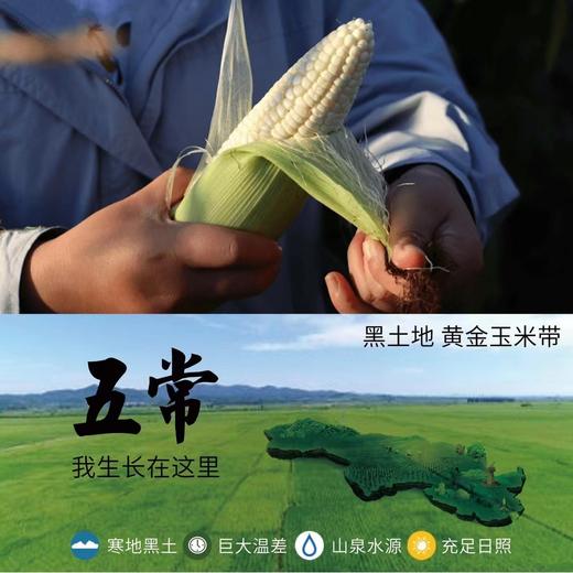 【有机认证】五常糯玉米家庭装 又糯又甜 双色可选 商品图6