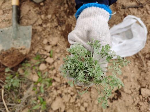 VIP私人定制服务【荒野茵陈】 商品图4