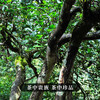 现货直发 福利放送【小户赛散茶】2022年头春古茶超值福利装整份500克一斤装云南普洱茶生茶临沧茶区 商品缩略图4