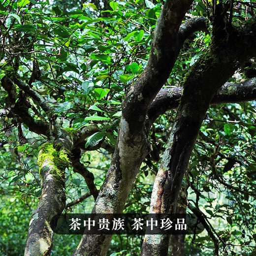 现货直发 福利放送【小户赛散茶】2022年头春古茶超值福利装整份500克一斤装云南普洱茶生茶临沧茶区 商品图4