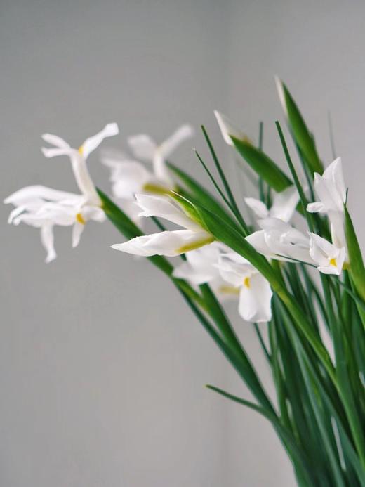 【周四秒杀】白色鸢尾8枝69.8元 商品图1