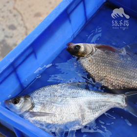 生态鳊鱼（冷冻，全国可下单） | 绿家自产* Eco-bream | Self-production