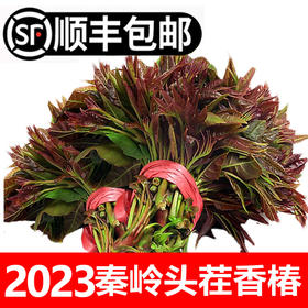 【黄博士助农2023新鲜香椿】山阳头茬高山香椿现摘现发1/3斤顺丰冷链