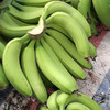 天宝香蕉🍌【国家地理标志产品】，2000多年种植历史   463项检测无农残  皮薄无芯  香软滑糯 吃一口就会爱上 商品缩略图6