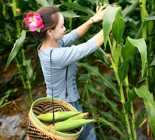 云南版纳香糯小玉米 加热即食（2斤装）普盒 商品图6