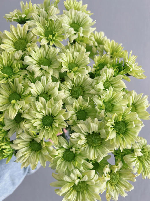 【周四秒杀】绿抹茶小雏菊6枝29.8元 商品图0