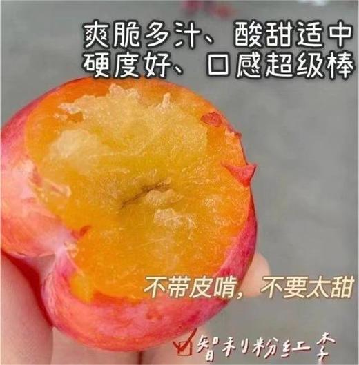 智利粉红李  |水果 商品图0