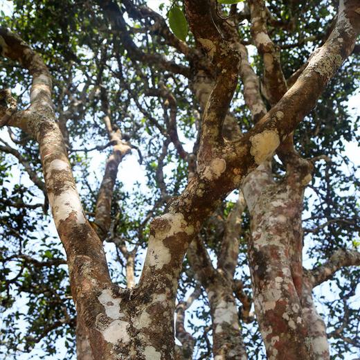 吉顺号2014年蓝票《困鹿山》困鹿山高杆古树普洱生茶357g 商品图1