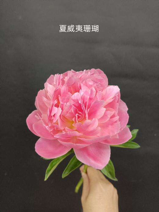 新西兰进口花材珊瑚芍药花 商品图8